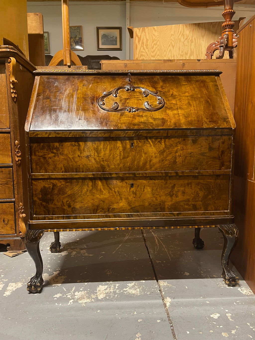 Vintage Burl Walnut Slant-Front Bureau Desk | Rococo Ball & Claw Foot Writing Secretary